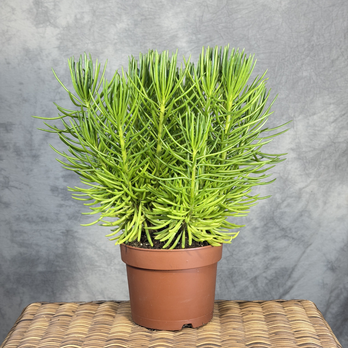 Starzec azjatycki 'Himalaya'