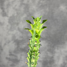 Wilczomlecz mleczny Variegata (Euphorbia lactea) | Tomaszewski