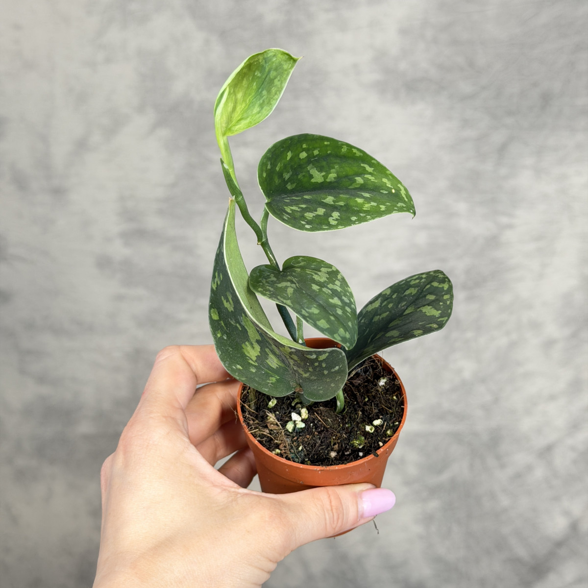 Scindapsus 'Snake Scale' |...