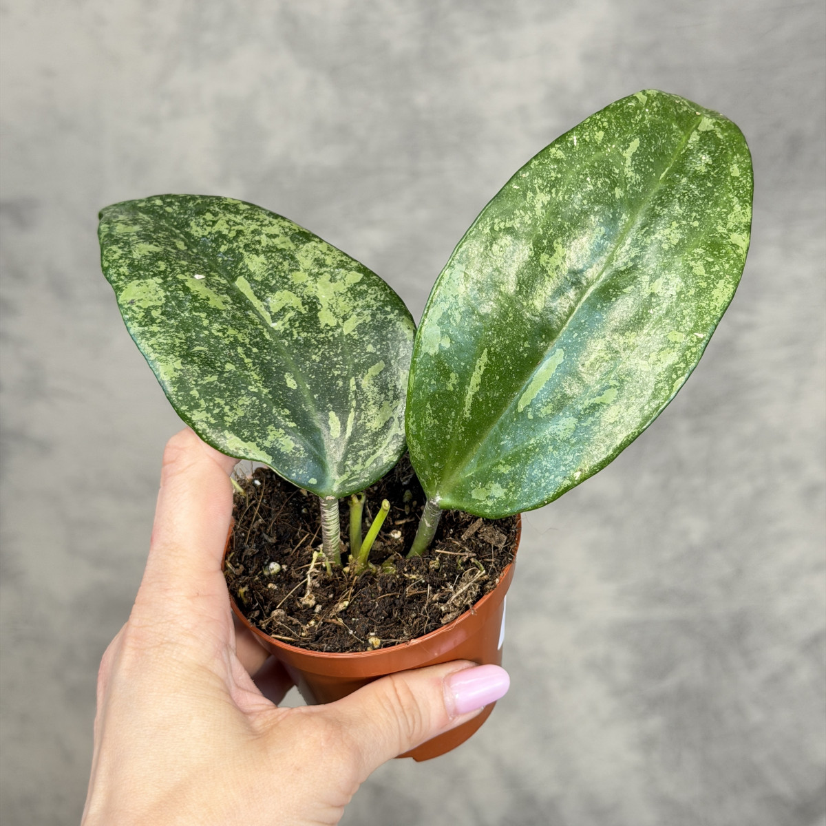 Hoya latifolia 'Rimba...