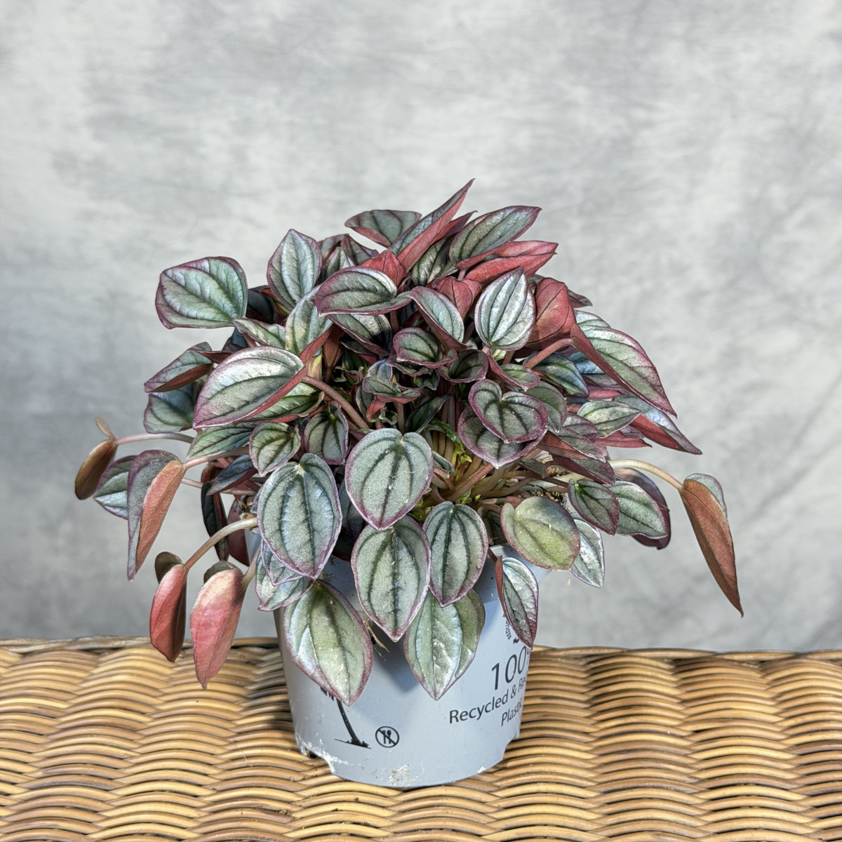 Peperomia kędzierzawa 'Rio'