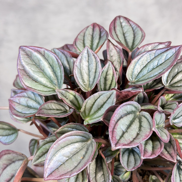 Peperomia kędzierzawa 'Rio' | Tomaszewski