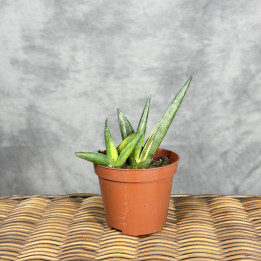 Sansevieria cylindrica 'Boncel Variegata' – wężownica | Tomaszewski