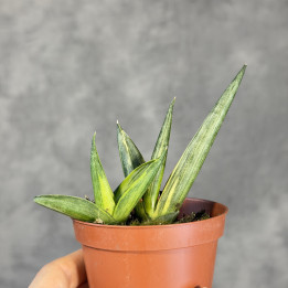 Sansevieria cylindrica 'Boncel Variegata' – wężownica | Tomaszewski