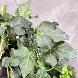 Hedera helix 'Wonder' — bluszcz w wiszącej doniczce | Tomaszewski