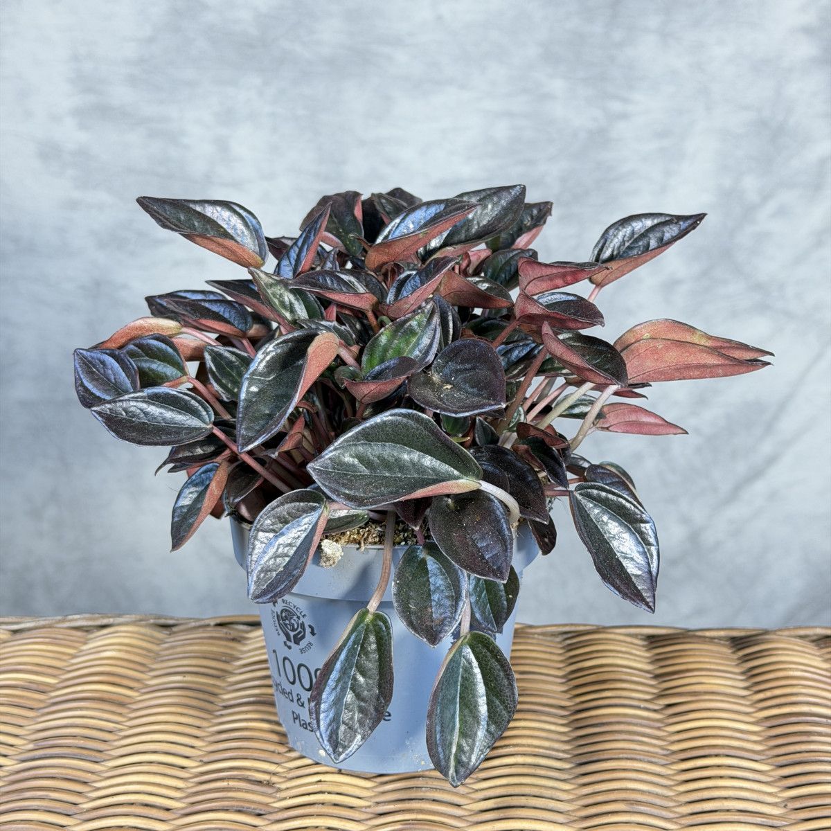 Peperomia kędzierzawa 'Aruba'