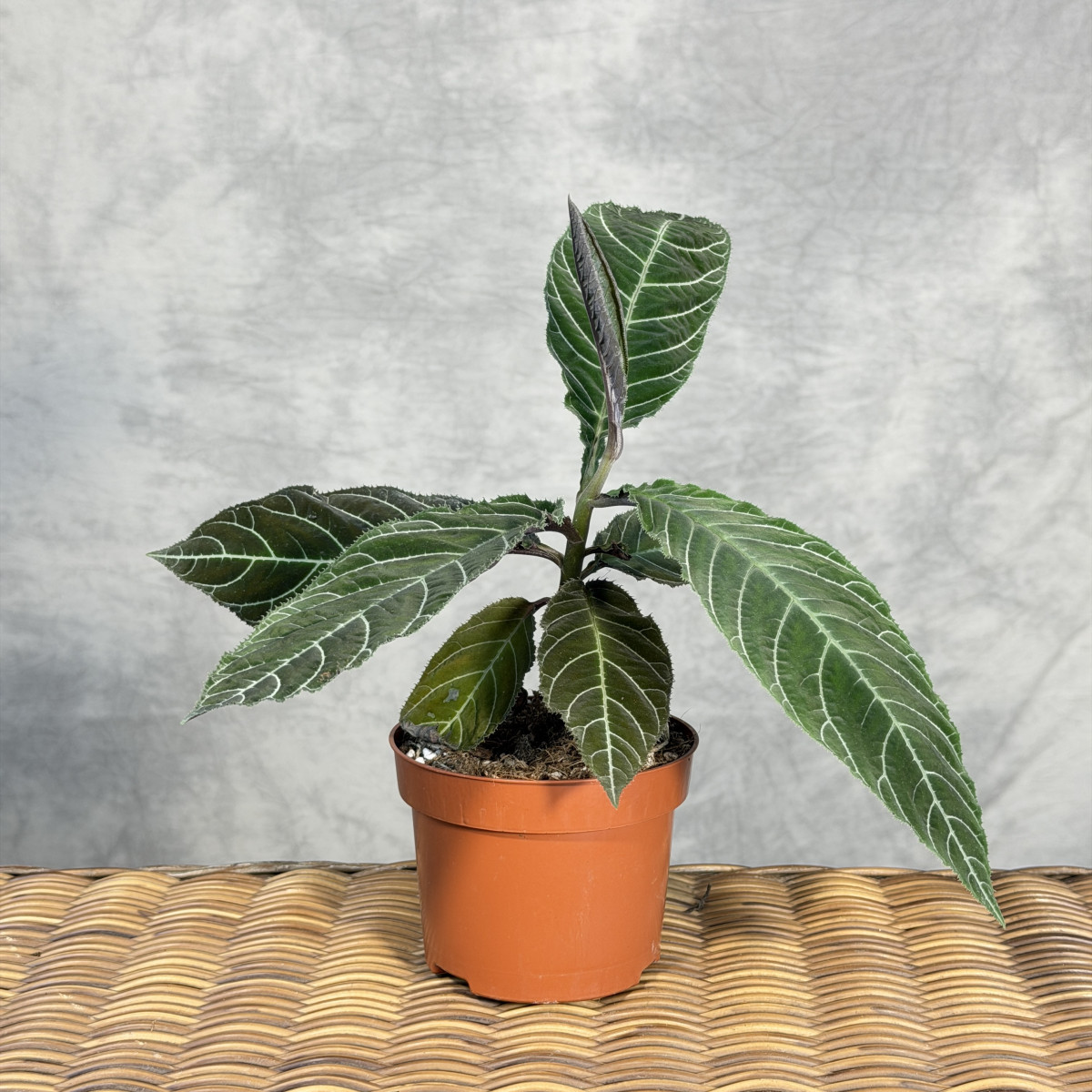 Ardisia gigantifolia | Mała