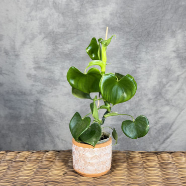Philodendron grazielae | Mini