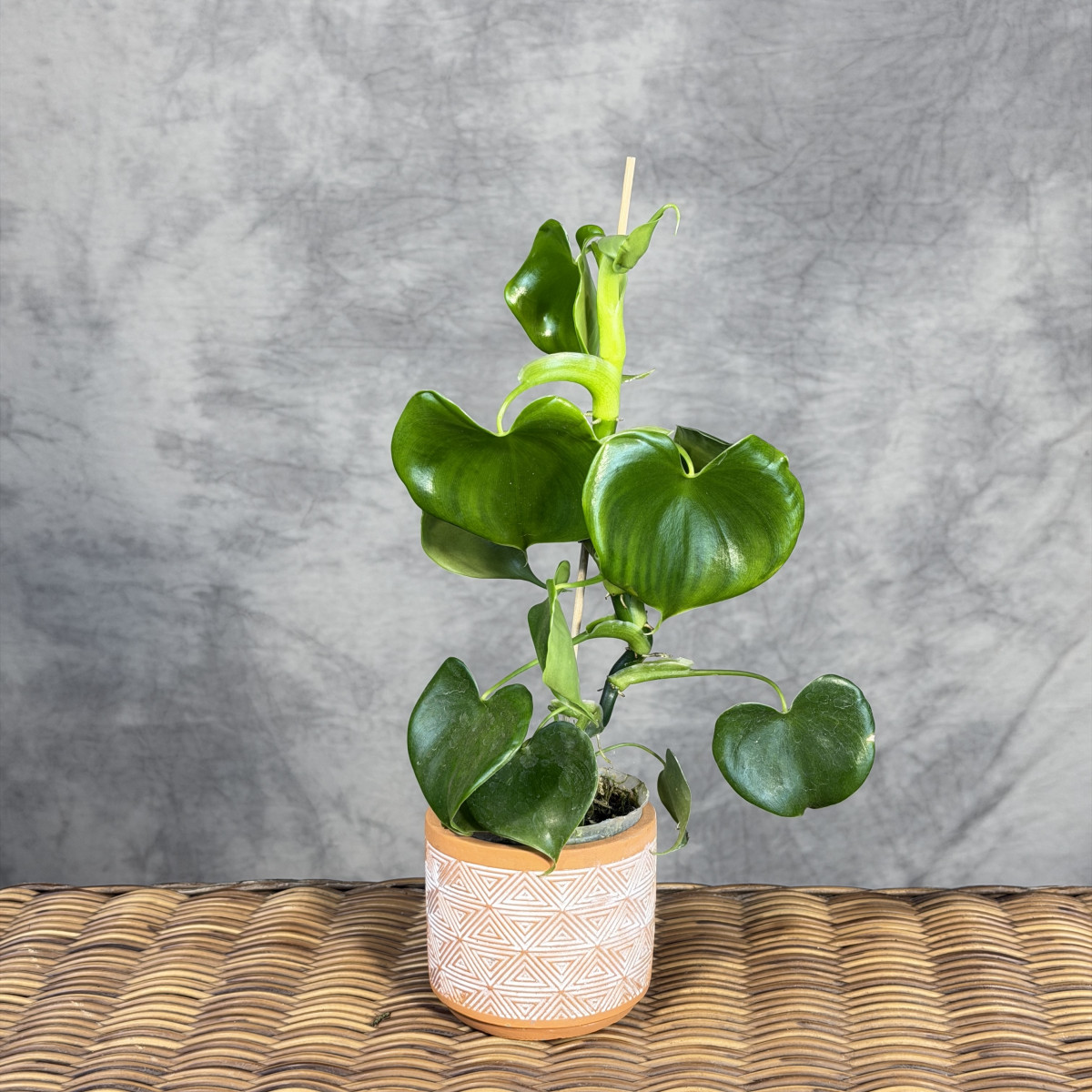 Philodendron grazielae | Mini