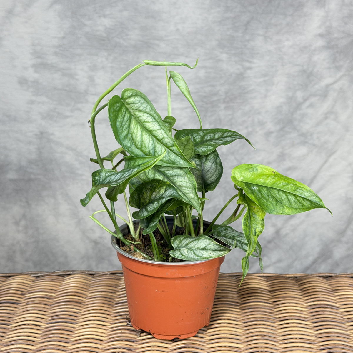 Monstera siltepecana 'Aurea'
