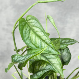 Monstera siltepecana 'Aurea' | Tomaszewski