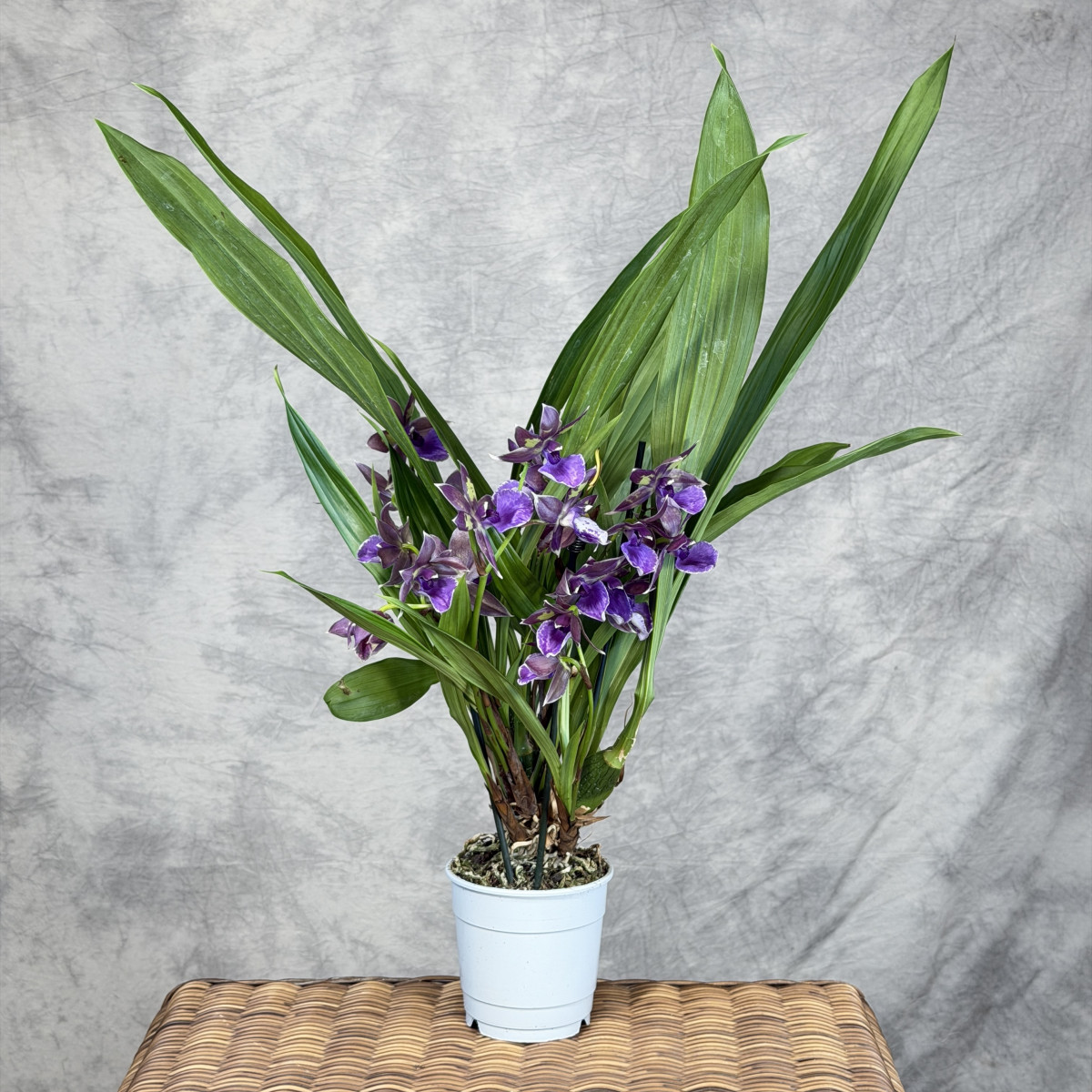 Storczyk Zygopetalum 'Trozy...