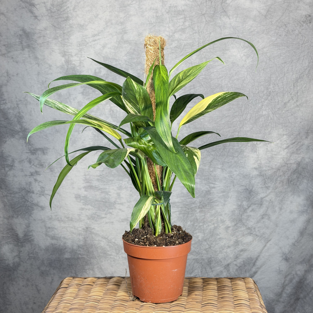Epipremnum amplissimum...