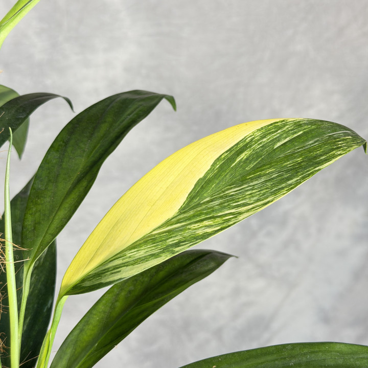 Epipremnum amplissimum 'Aurea Variegata' przy podporze | Tomaszewski