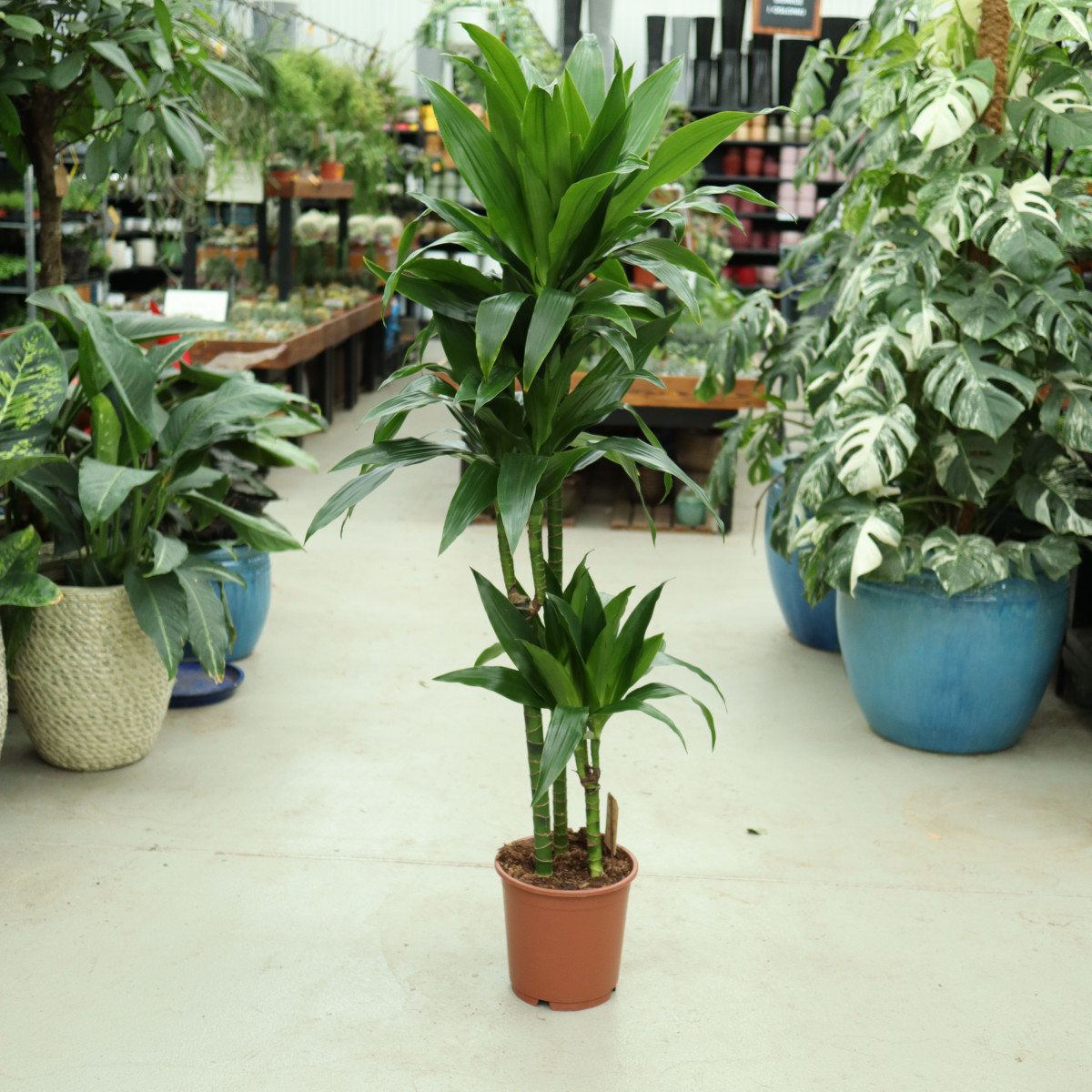 Dracena 'Janet Craig' | Duża