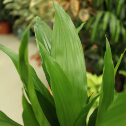 Dracena 'Janet Craig' do domu i biura online | Tomaszewski