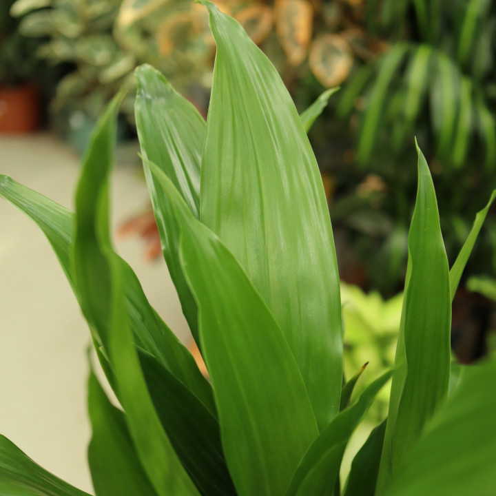 Dracena 'Janet Craig' do domu i biura online | Tomaszewski