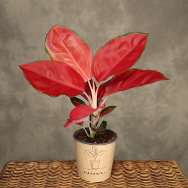 Aglaonema 'China Red'