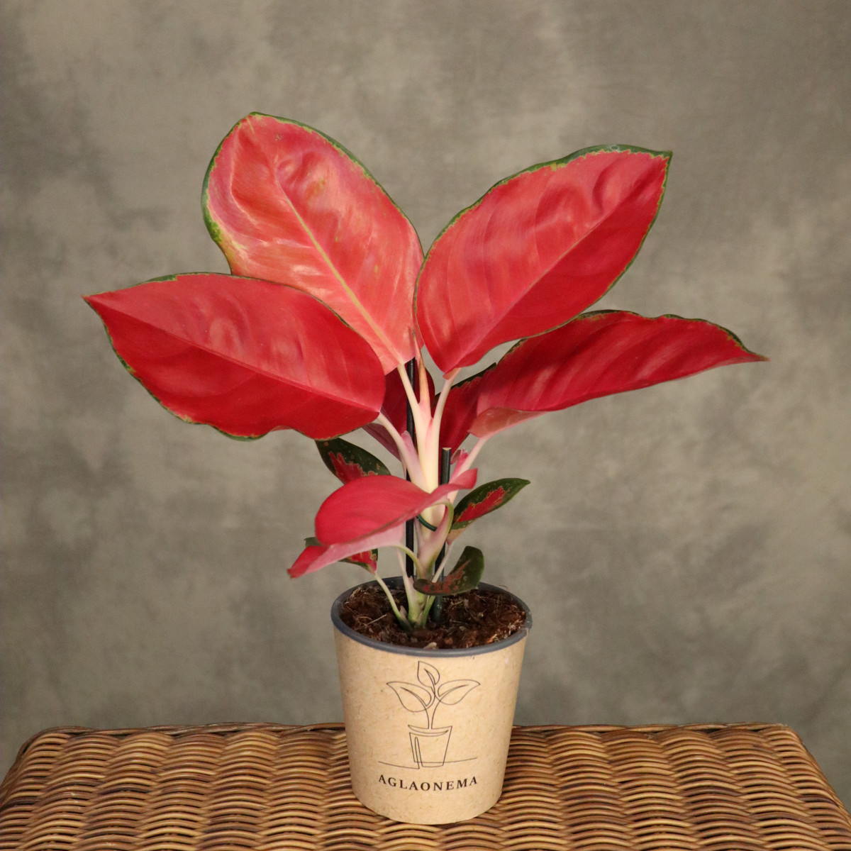 Aglaonema 'China Red'