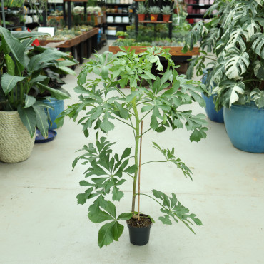 Cussonia spicata