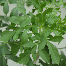 Cussonia spicata – afrykańskie drzewko na słońce | Tomaszewski