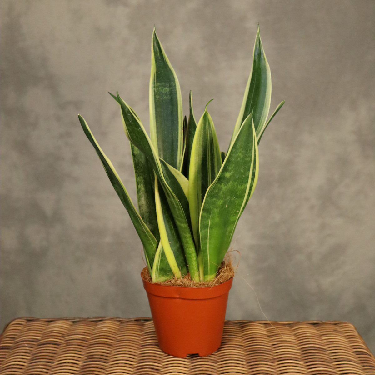Sansewieria gwinejska 'Canary'