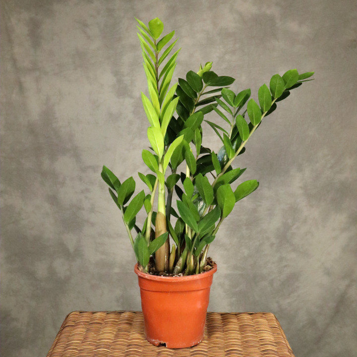 Zamiokulkas zamiolistny (Zamioculcas zamiifolia) | Tomaszewski