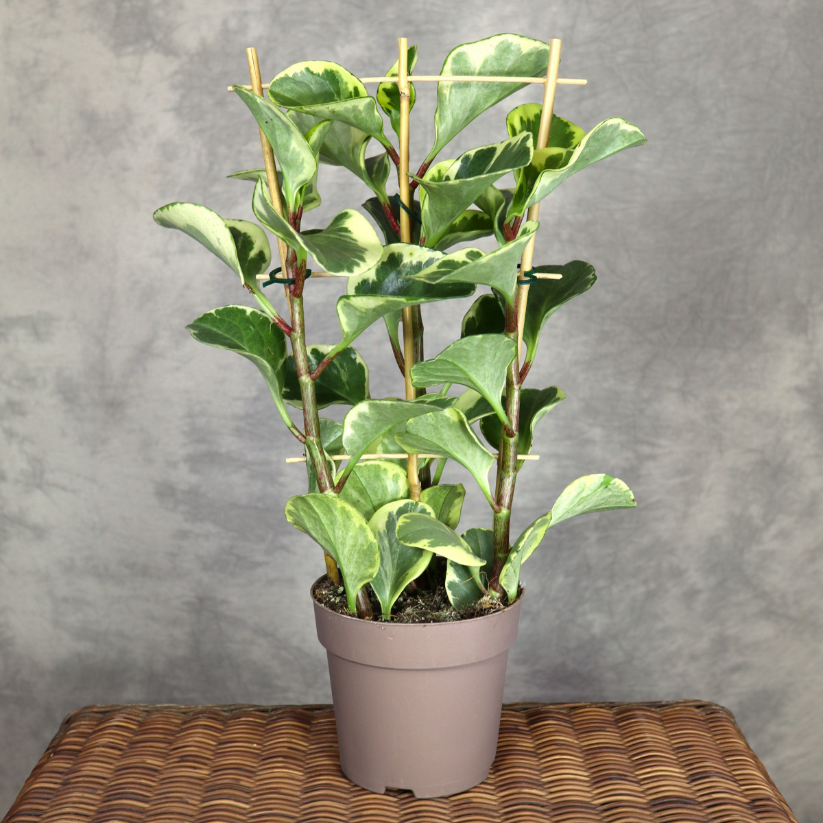 Peperomia 'Obtipan Bicolor'...