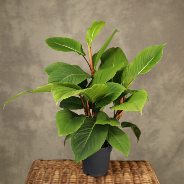 Philodendron geniculatum 'Jet Streak'