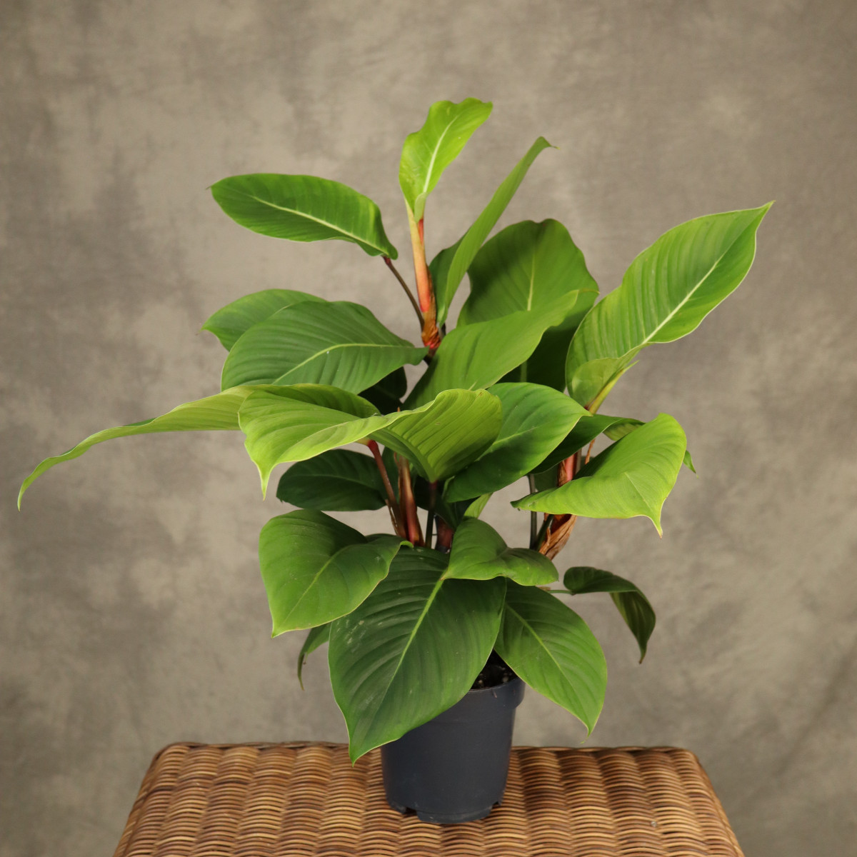 Philodendron geniculatum...