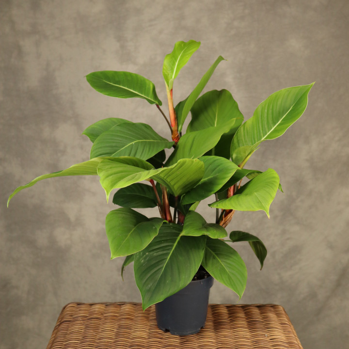 Philodendron geniculatum 'Jet Streak' (Filodendron) | Tomaszewski