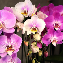 Storczyk Phalaenopsis mix – 3 odcienie różu | Tomaszewski