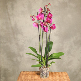 Storczyk Phalaenopsis 4-pędowy fuksjowy | Tomaszewski