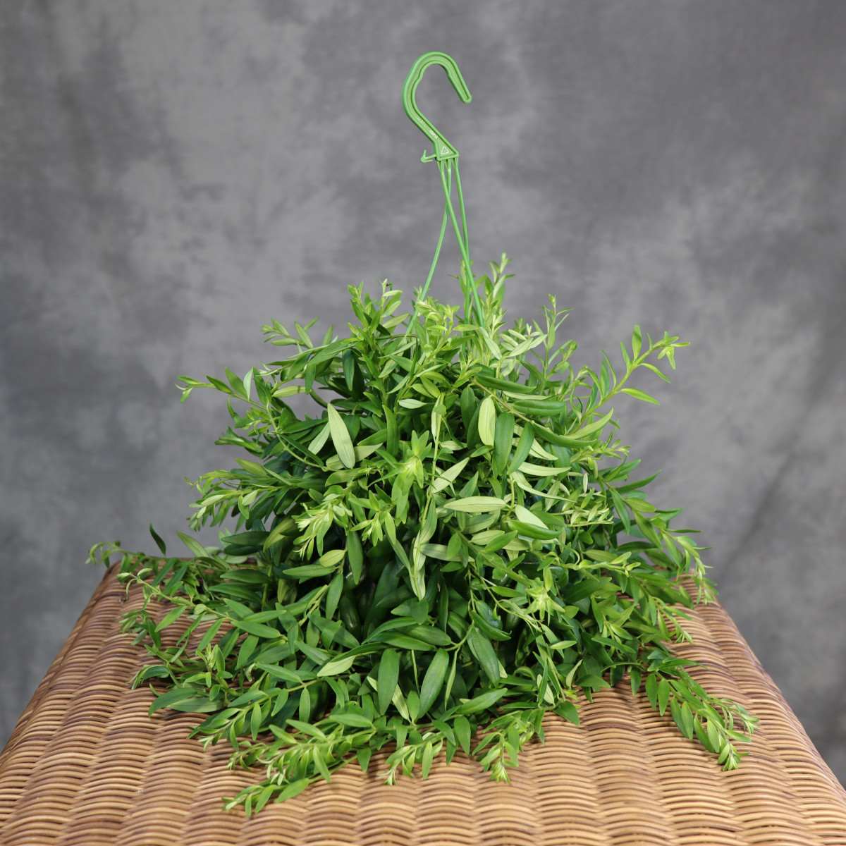 Eszynantus 'Japhrolepis' |...