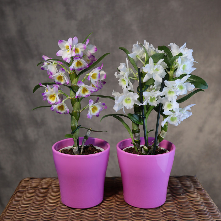 Dendrobium nobile w różowej osłonce | Tomaszewski