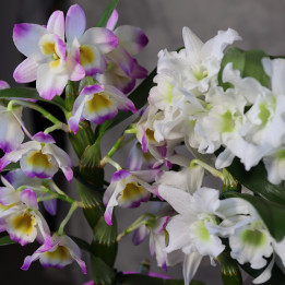 Dendrobium nobile w różowej osłonce | Tomaszewski