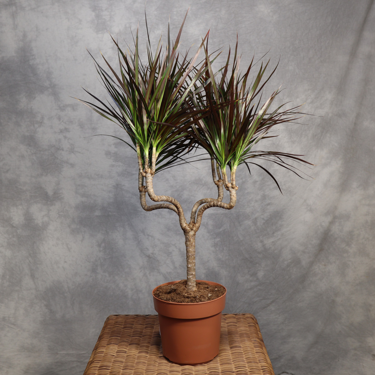 Dracena 'Magenta'...