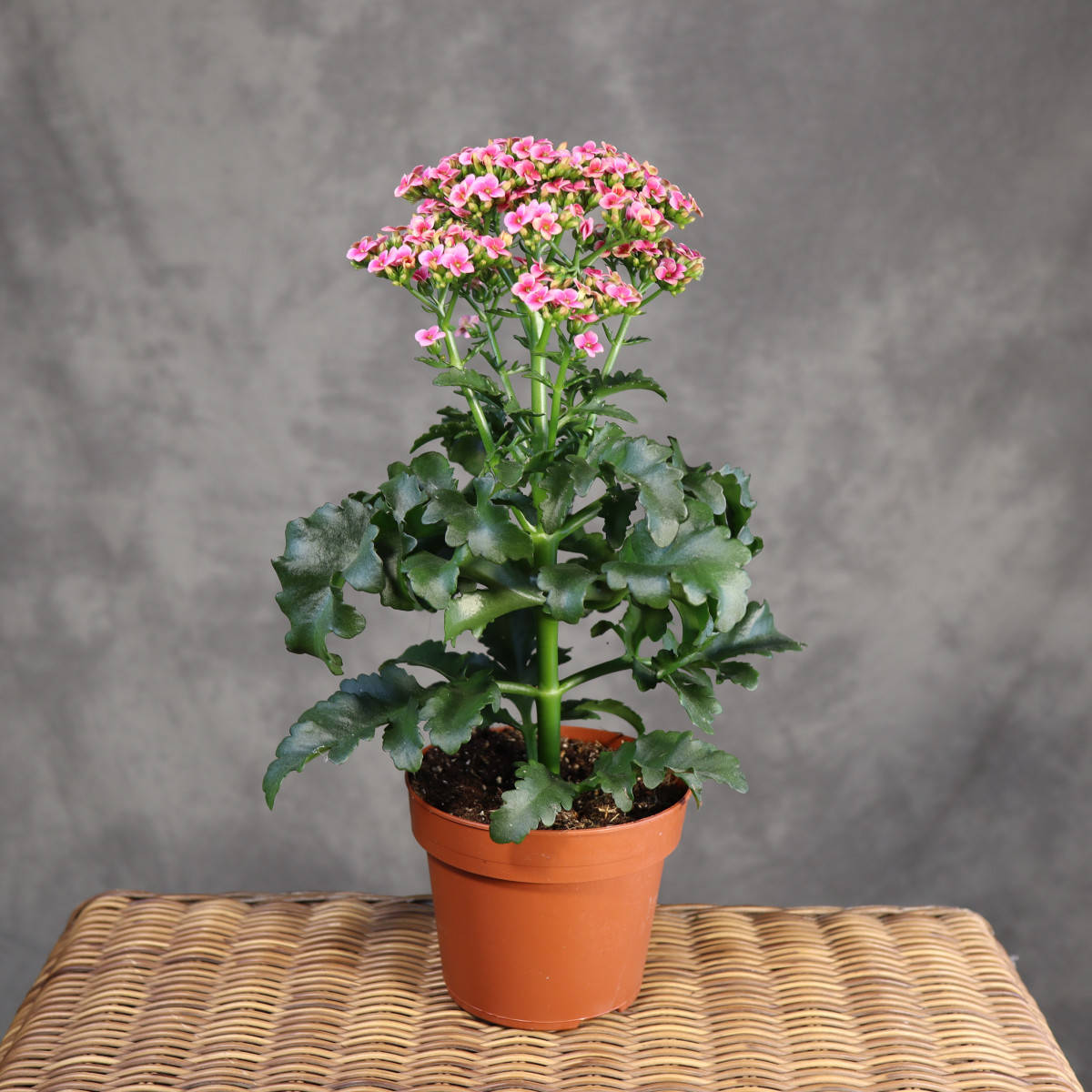 Kalanchoe 'Feminine Pink'