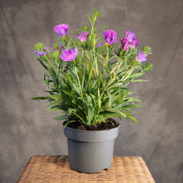Stokesia laevis – stokezja gładka | Tomaszewski