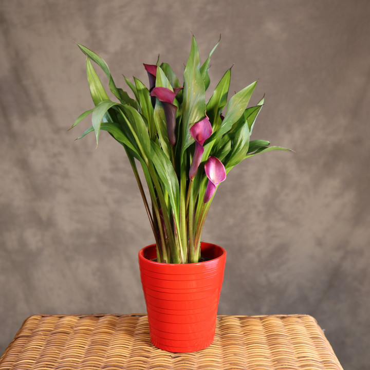 Zantedeschia 'Royal Valentine' w czerwonej osłonce | Tomaszewski