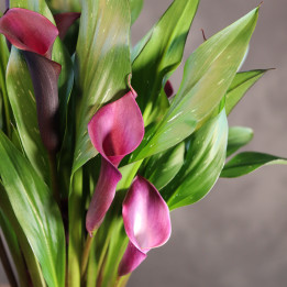 Zantedeschia 'Royal Valentine' w czerwonej osłonce | Tomaszewski