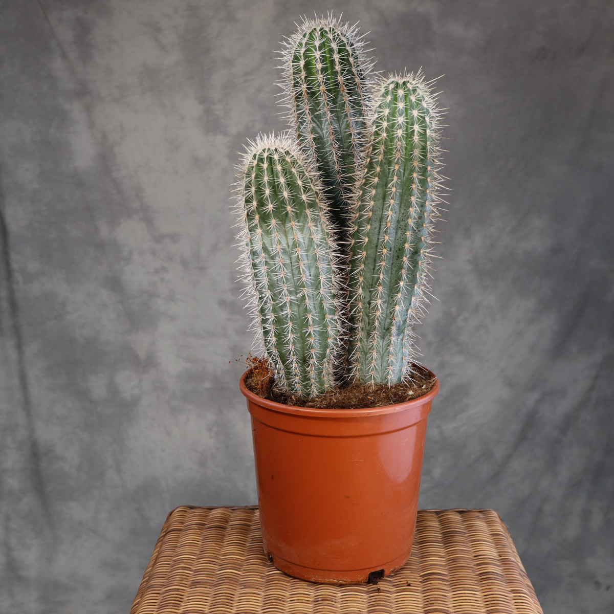 Pachycereus pringlei | Duży