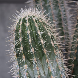Pachycereus pringlei – duży kaktus do domu | Tomaszewski