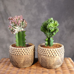 Euphorbia lactea 'Cristata' w osłonce (wilczomlecz mleczny) | Tomaszewski