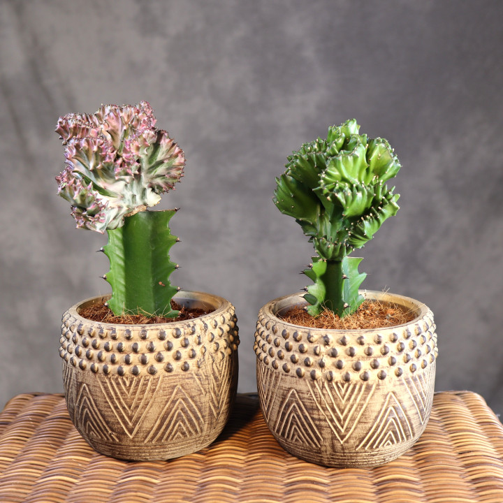 Euphorbia lactea 'Cristata' w osłonce (wilczomlecz mleczny) | Tomaszewski