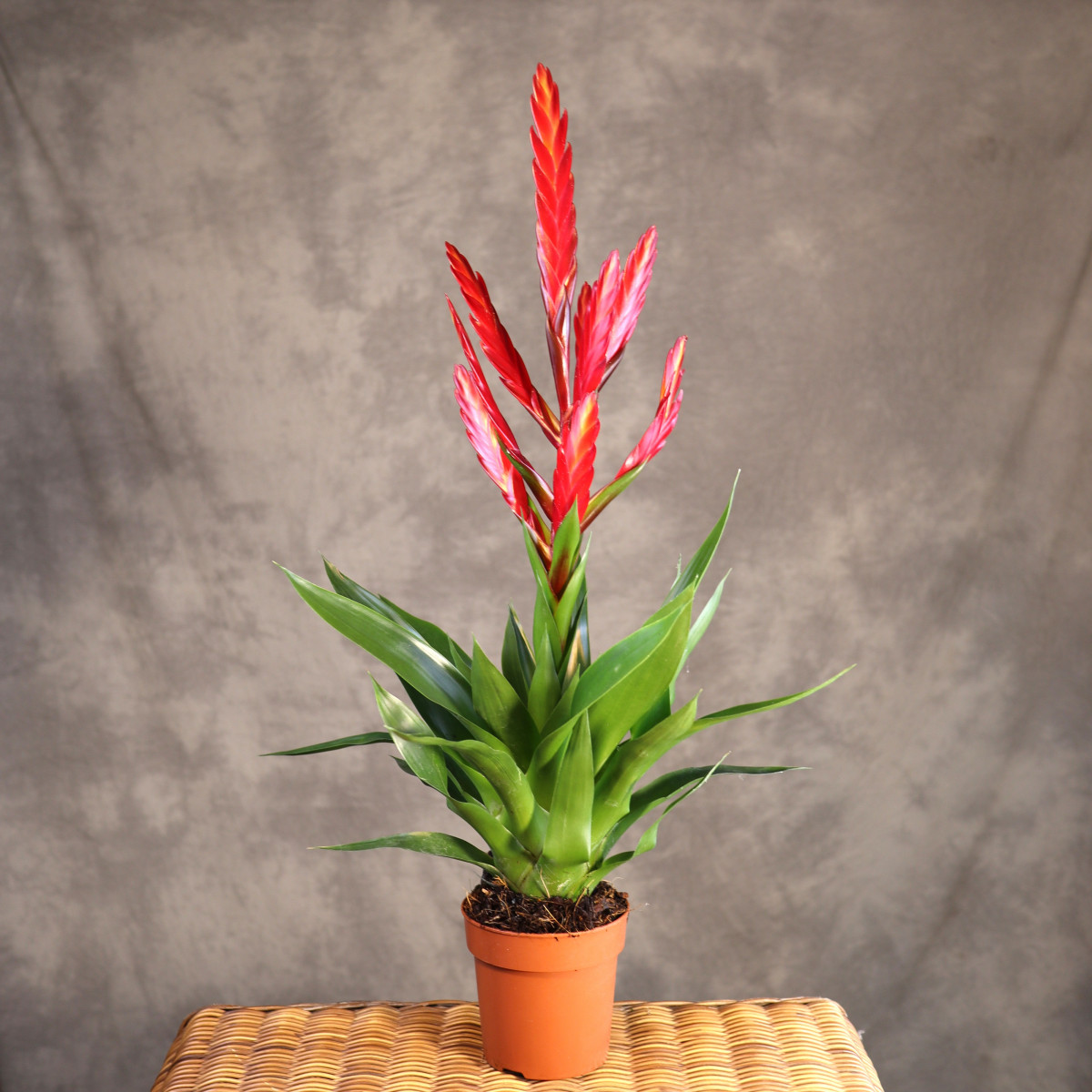 Tillandsia 'Amorosa'