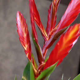 Tillandsia 'Amorosa' – czerwona bromelia do domu | Tomaszewski