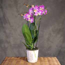 Storczyk Phalaenopsis 'Sunca Pula' – różowe kwiaty | Tomaszewski