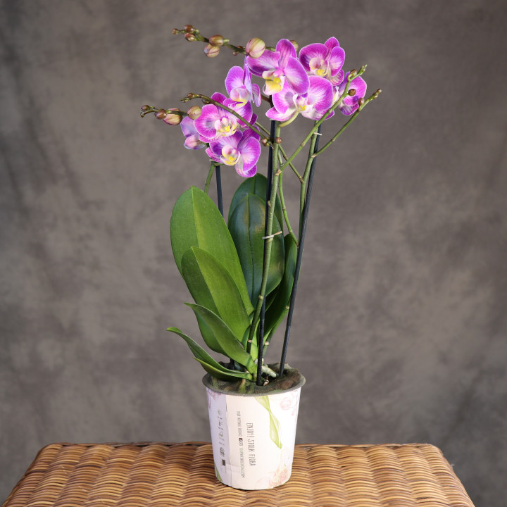Storczyk Phalaenopsis 'Sunca Pula' – różowe kwiaty | Tomaszewski