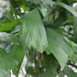 Kariota łagodna (Caryota mitis) – tropikalna palma | Tomaszewski